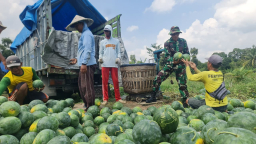 Pemanfaatan Lahan Kompi Produksi Kodim 0808/Blitar di Srengat Sukses Panen 10 Ton Semangka