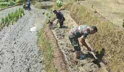 Sinergi Ketahanan Pangan, Babinsa Selorejo Turun Ke Sawah Bantu Warga Siapkan Lahan Padi