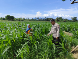 Bhabinkamtibmas Polsek Giri Dampingi Monitoring Pertumbuhan Jagung Warga Dalam Rangka Dukung Ketahanan Pangan