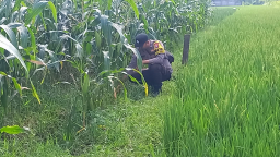 *Dekat dan Humanis, Polsek Sukodono Intensifkan Pendampingan Petani demi Ketahanan Pangan*