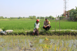 Bhabinkamtibmas Polsek Pakal Dampingi Petani Padi Dukung Program Ketahanan Pangan Nasional
