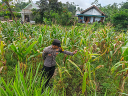 Dukung Ketahanan Pangan Nasional, Polsek Sumbersuko Tinjau Lahan Jagung di Desa Purwosono