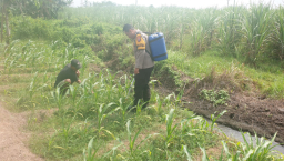 Dukung Program Asta Cita, Bhabinkamtibmas Polsek Rowokangkung Aktif Dampingi Petani Jagung