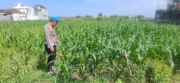Dukung Asta Cita Presiden, Kapolsek Yosowilangun Iptu Rusdiq Sudarmanto Turun Sawah Dorong Produktivitas Jagung
