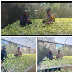 Polsek Lakarsantri Dukung Ketahanan Pangan Lewat Kebun Hidroponik Sawi di Lingkungan sekolah