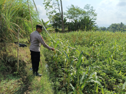 Dukung Asta Cita, Polsek Kedungjajang Pastikan Pertumbuhan Lahan Jagung Warga Optimal