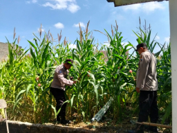 Wujudkan Ketahanan Pangan Nasional, Polsek Jatiroto Lumajang Tanam dan Rawat Jagung di Area Mapolsek