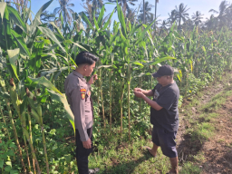 Sinergi di Ladang Jagung Desa Salak, Polsek Randuagung Pastikan Pasokan Pupuk Petani Aman