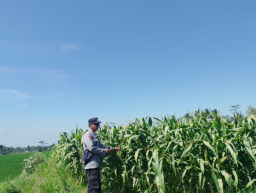 Turun ke Ladang Warga, Bhabinkamtibmas Polsek Pasrujambe Kawal Ketahanan Pangan Desa Sukorejo