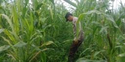 Sukseskan Kemandirian Pangan Desa, Bhabinkamtibmas Polsek Pronojiwo Tinjau Ladang Jagung Warga