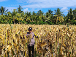 Polisi Turun ke Lahan Jagung, Polsek Tempursari Dukung Ketahanan Pangan dengan Dampingi Petani