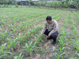 Serap Aspirasi Petani, Kanit Binmas Polsek Klakah Kawal Ketahanan Pangan Nasional