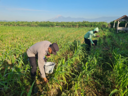 Sukseskan Program Asta Cita Presiden, Bhabinkamtibmas Selokgondang Turun ke Ladang Bantu Pemupukan Jagung