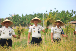Lahan SAE Paswangi Kembali Memasuki Masa Panen Padi, Proyeksi Hasil Capai 2,4 Ton Gabah