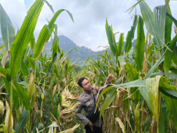 Polsek Tempursari Lumajang Kawal Ketahanan Pangan, Cek Lahan Jagung di Tegalrejo