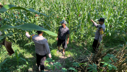 Sinergi Ketahanan Pangan, Polsek Lumajang Kota Tinjau Langsung Pertumbuhan Tanam Jagung di Desa Boreng