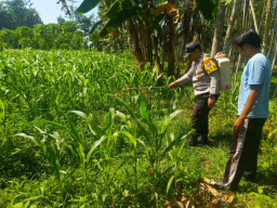 Polsek Tempeh Kawal Ketahanan Pangan, Serap Aspirasi Petani di Lapangan