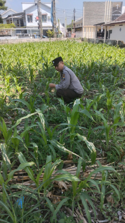 Polsek Jatiroto Konsisten Kawal Ketahanan Pangan, Pantau Optimalisasi Lahan Jagung