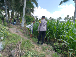Dukung Asta Cita, Kapolsek Candipuro Tinjau Lahan Jagung Varietas Advanta di Sumberrejo