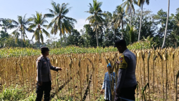 Wujud Nyata Sinergi, Bhabinkamtibmas Polsek Randuagung Dampingi Petani Wujudkan Ketahanan Pangan Nasional