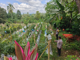 Dukung Asta Cita Presiden, Bhabinkamtibmas Polsek Gucialit Terjun Langsung Dampingi Petani Cabai Wujudkan Ketahanan Pang