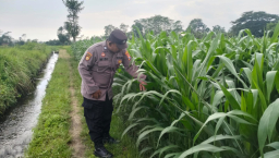Bhabinkamtibmas Polsek Pasirian Bergerak Aktif Dukung Program Ketahanan Pangan Nasional