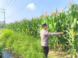 Sokong Ketahanan Pangan Nasional, Bhabinkamtibmas Polsek Sumbersuko Cek Produktivitas Jagung di Mojosari