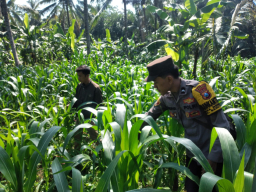 Dukung Asta Cita Presiden, Bhabinkamtibmas Polsek Ranuyoso Turun Langsung Dampingi Petani Jagung dan Pekarangan Gizi