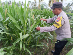 Bhabinkamtibmas Polsek Padang Turun Langsung Dampingi Petani Jagung dan Pekarangan Gizi