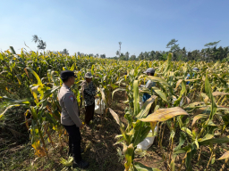 Panen Jagung di Senduro, Polisi Dampingi Petani Perkuat Ketahanan Pangan Nasional