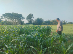 ​Dukung Asta Cita, Bhabinkamtibmas Polsek Tekung Dampingi Petani Tingkatkan Ketahanan Pangan