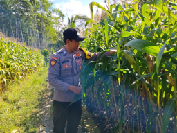 Perkuat Ketahanan Pangan, Polsek Tempursari Turun Langsung Kawal Petani Jagung di Desa Tegalrejo