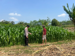 Dukung Asta Cita Presiden, Bhabinkamtibmas Polsek Lumajang Kota Dampingi Warga Desa Denok Kelola Lahan Jagung