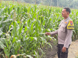 Polsek Candipuro Sukses Implementasikan Program Asta Cita Presiden, Tanaman Jagung Tumbuh Subur di Lahan Ketahanan Panga