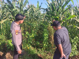 Dukung Program Asta Cita, Polsek Randuagung Sambang Desa dan Cek Lahan Jagung Usia 50 Hari di Desa Salak