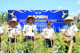 Dukung Ketahanan Pangan, Kakanwil Ditjenpas Jatim Hadiri Panen Jagung dan Cabai di Lahan SAE Paswangi