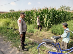 Bhabinkamtibmas Mojosari Polsek Sumbersuko Laksanakan Pengecekan Tanaman Jagung Dukung Ketahanan Pangan