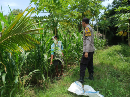 Kawal Program Asta Cita Presiden, Bhabinkamtibmas Polsek Kunir Cek Pertumbuhan Lahan Jagung Warga Desa Sukorejo