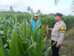 Dukung Asta Cita Presiden, Bhabinkamtibmas Polsek Padang Turun Langsung Kawal Ketahanan Pangan Warga