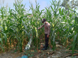 Dukung Asta Cita Presiden, Polsek Jatiroto Intensif Awasi Tanaman Jagung