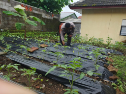 Bhabinkamtibmas Polsek Gucialit Aktif Dukung Ketahanan Pangan Nasional