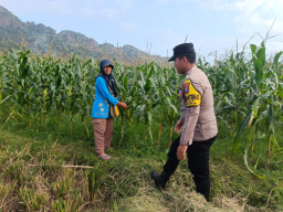 Kawal Swasembada Pangan, Polsek Tempursari Dampingi Petani Jagung di Desa Bulurejo