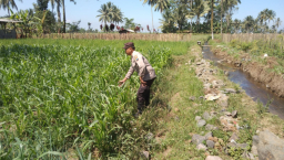 Dukung Program Asta Cita, Bhabinkamtibmas Polsek Pasrujambe Turun Langsung Mendampingi Petani Jagung di Kertosari