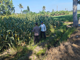 Dukung Asta Cita Presiden, Bhabinkamtibmas Polsek Lumajang Kota Kawal Penanaman Jagung dan Pekarangan Pangan Bergizi