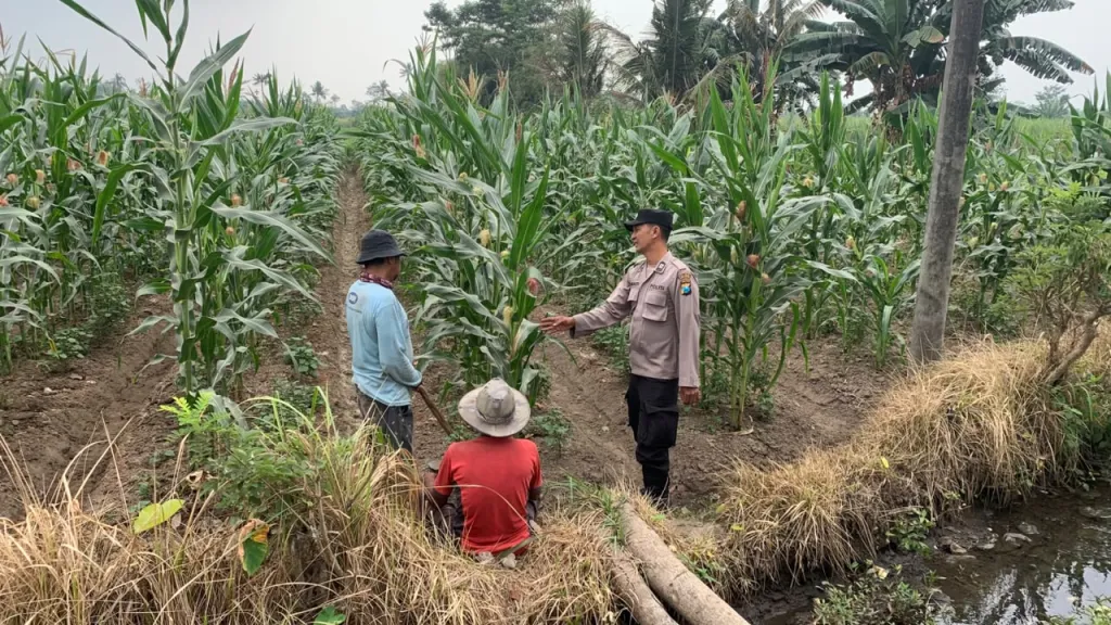 Bhabinkamtibmas Desa Labruk Kidul Aktif Jadi Polisi Penggerak Ketahanan Pangan Nasional