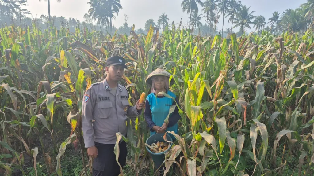 Polisi di Candipuro Dampingi Petani Panen Jagung, Dorong Swasembada Pangan