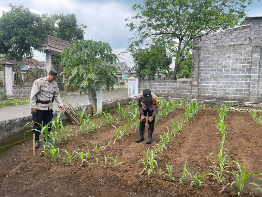 Bhabinkamtibmas Desa Kalisemut Aktif Dukung Ketahanan Pangan Nasional