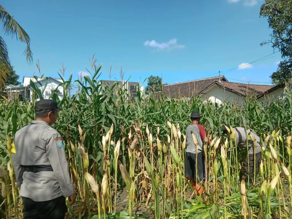 Polisi Penggerak Ketahanan Pangan, Polsek Jatiroto Pantau Pertumbuhan Jagung