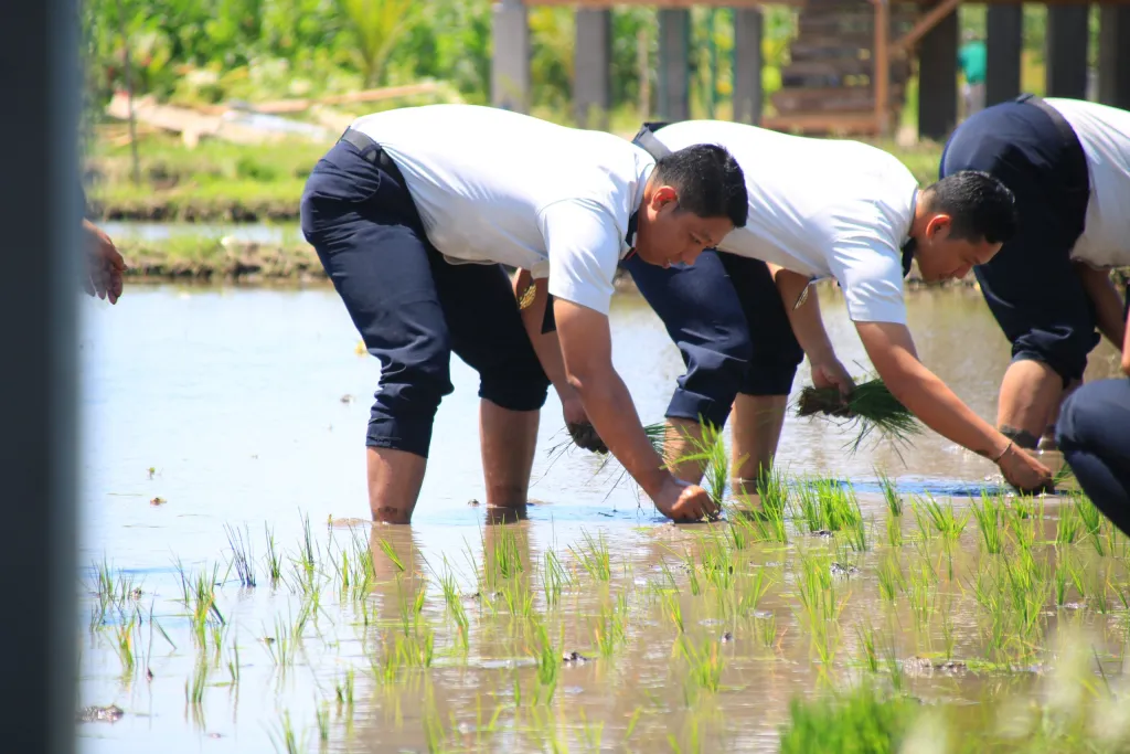 Konsisten Sukses 2 Kali Panen, Lapas Banyuwangi Garap Lagi Padi di Lahan SAE Paswangi