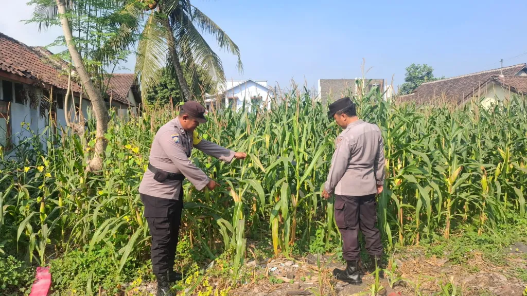 Penggerak Ketahanan Pangan, Polsek Jatiroto Pastikan Tanaman Jagung Tumbuh Subur
